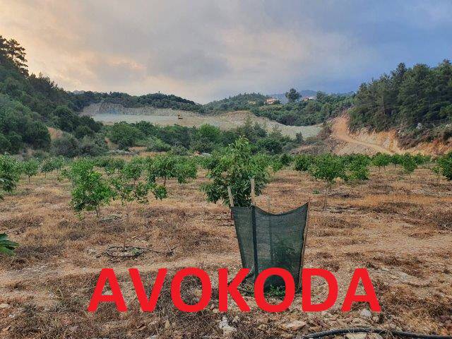 Growing Avocado in Alanya